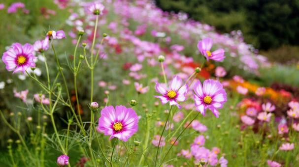 コスモス-231 コスモス,ピンク,ショッキングピンンクの写真素材