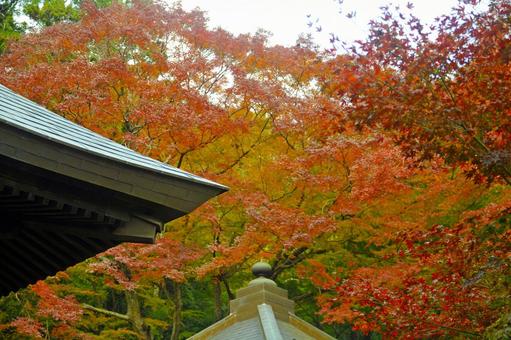 紅葉 紅葉の写真
