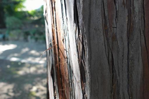 木肌 木,木肌,木漏れ日の写真素材