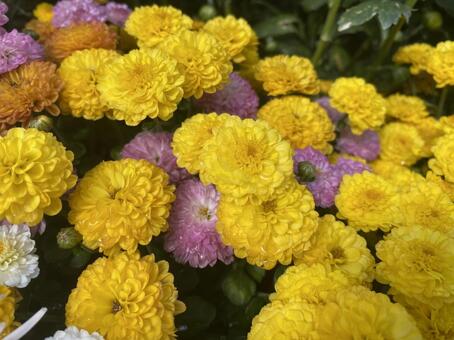 キクの花 花,植物,キクの写真素材