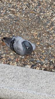 ハト ハトの写真
