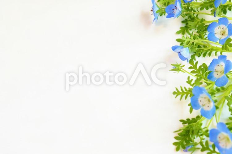 ネモフィラのフレーム　４ ネモフィラ,花フレーム,春の花の写真素材