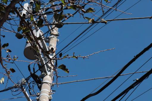 電柱と葉 電柱と葉の写真