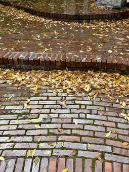 紅葉　黄色 紅葉,秋,自然の写真素材