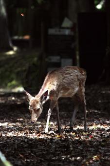 奈良公園シカ 奈良公園シカの写真