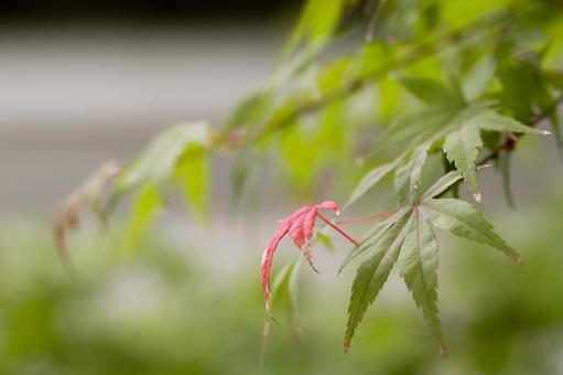 小さな紅葉 小さな紅葉の写真
