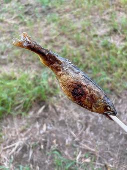 鮎の塩焼き 鮎の塩焼き 鮎の塩焼き,鮎,塩焼きの写真素材