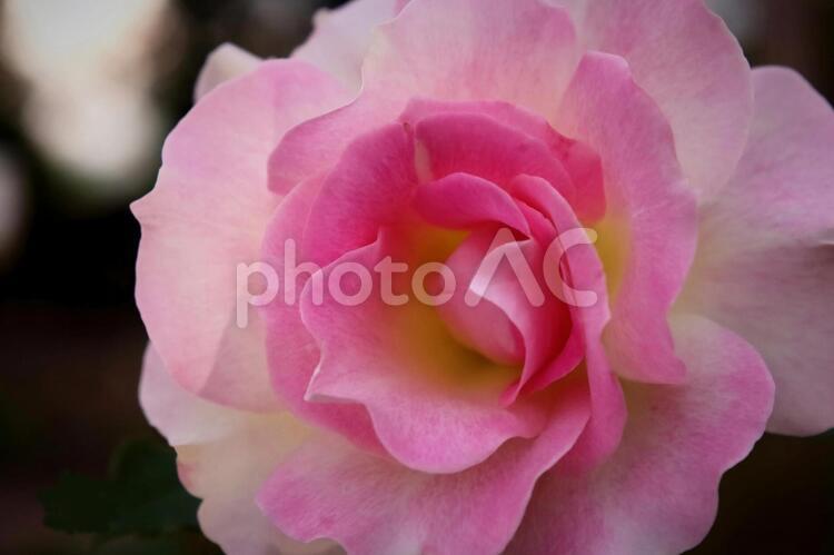 美しいピンクの薔薇の花 植物,花,薔薇の写真素材