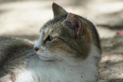 ねこ ねこの写真
