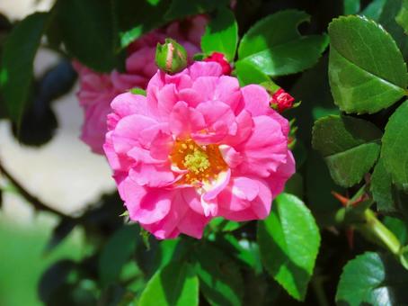 バラ バラ バラ,可愛い,綺麗の写真素材