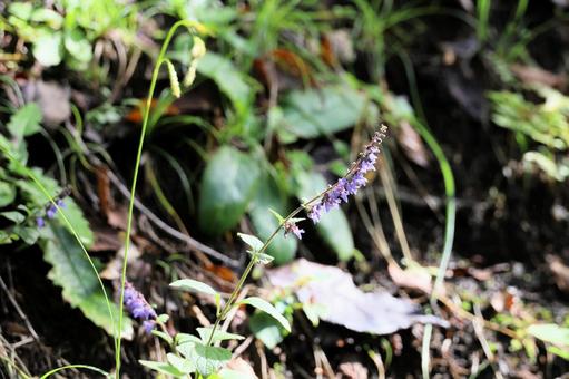 Photo, yamahakka, purple flowers, small flowers, 