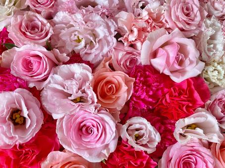 赤色とピンク色のお花の詰め合わせ 赤色とピンク色のお花の詰め合わせ 花,赤,ピンクの写真素材