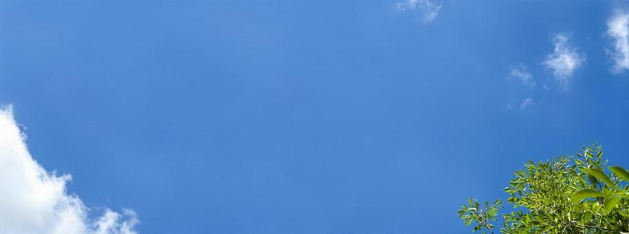 Summer blue sky and fresh green leaves, JPG