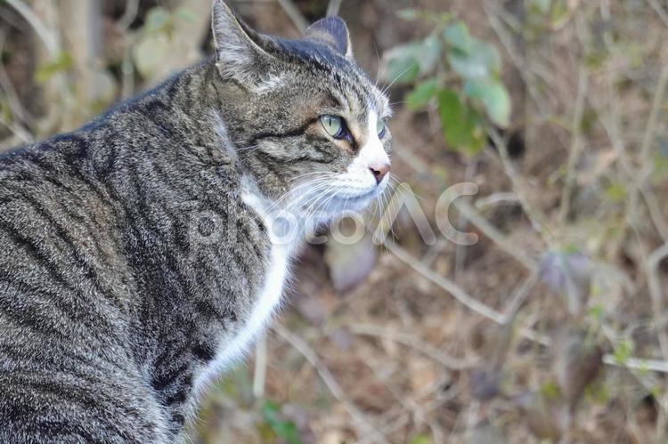 珍しい雄のキジシロ猫 ネコ,保護猫,ニャンコの写真素材