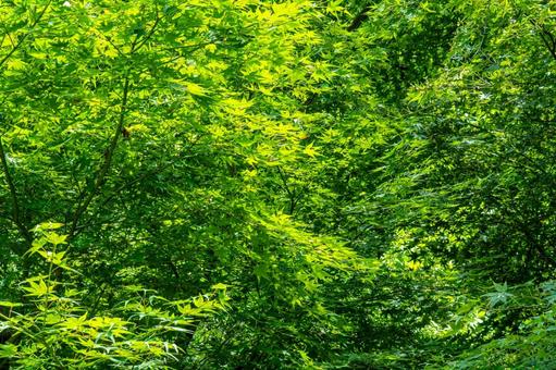 夏の生い茂る新緑の紅葉 夏の生い茂る新緑の紅葉 紅葉,モミジ,夏の写真素材