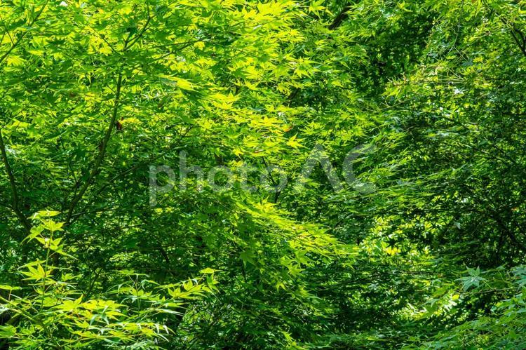 夏の生い茂る新緑の紅葉 紅葉,モミジ,夏の写真素材