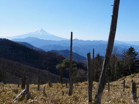 小金沢山の笹原越しに望む富士山 小金沢山の笹原越しに望む富士山 小金沢山,大月市,甲州市の写真素材