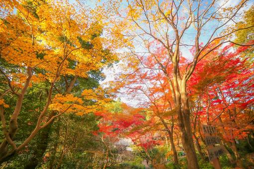 色づく木々 色づく木々の写真