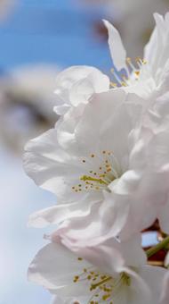 桜 桜の写真