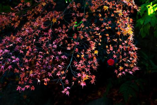 枝垂れるような紅葉 枝垂れるような紅葉の写真