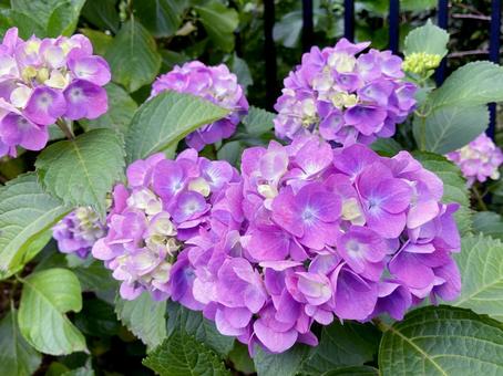 紫陽花 紫陽花の写真