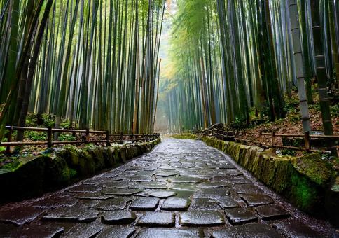 雨に濡れる苔石の竹林小道 雨に濡れる苔石の竹林小道の写真