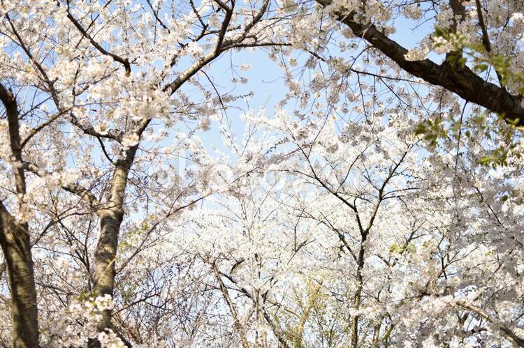 令和元年の桜４ 桜,桜の花,桜の木の写真素材