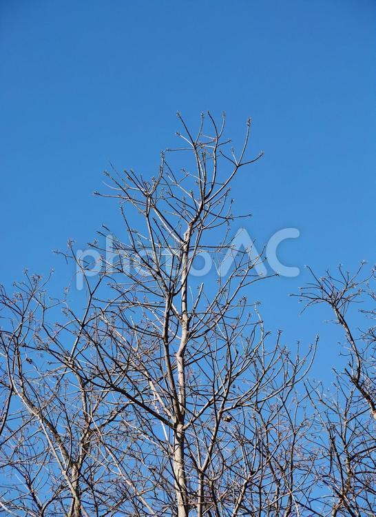 冬木立と青空 樹木,冬,木の写真素材