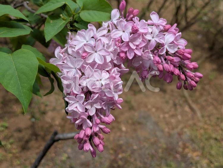 穀雨前の横浜市北部のライラックの花 ムラサキハシドイ,モクセイ科,紫丁香花の写真素材