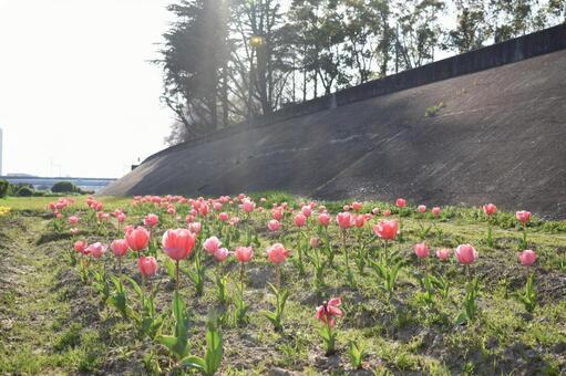 チューリップ畑の写真