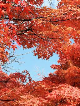 11月の河口湖畔の紅葉したモミジ 紅葉,秋,もみじの写真素材
