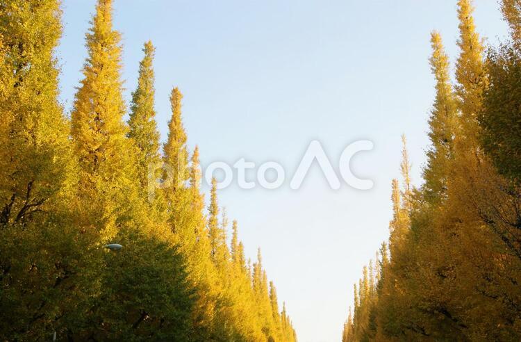 樹木_森林_銀杏並木_神宮外苑_2 背景,秋,イチョウの写真素材