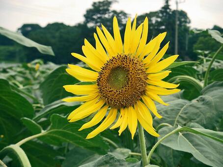 向日葵 #2 向日葵 #2の写真
