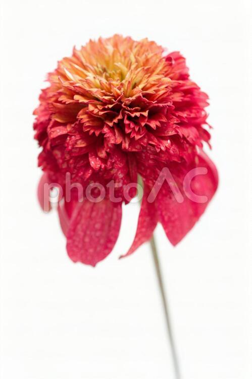 エキナセア（左向き・縦） 花,生花,切花の写真素材