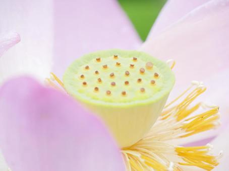 明るいイメージの蓮の花アップ 明るいイメージの蓮の花アップの写真