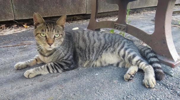 ベンチの下で夕涼みするカメラ目線の猫 ベンチの下で夕涼みするカメラ目線の猫 猫,キジトラ,カメラ目線の写真素材