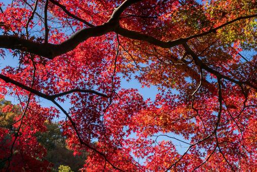 秋07 秋,赤,木の写真素材