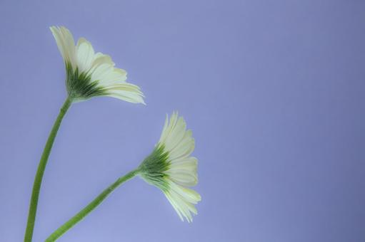 ２本のガーベラ　横向き ガーベラ,背景,お悔やみの写真素材