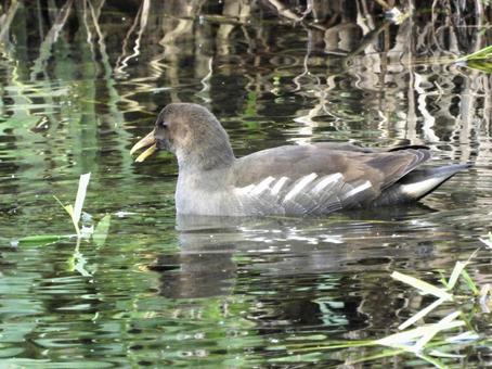 葉を食むバン 葉を食むバン 鳥,野鳥,バンの写真素材