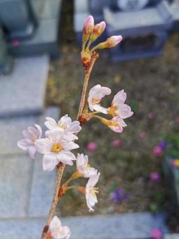 桜の枝 桜の枝の写真