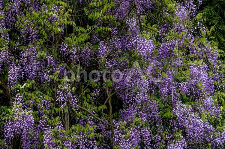 一面に咲いた藤の花 木,藤,一面の写真素材