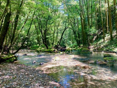 新緑 森林 川 せせらぎ 新緑 森林 川 せせらぎ 川,河,夏の川の写真素材