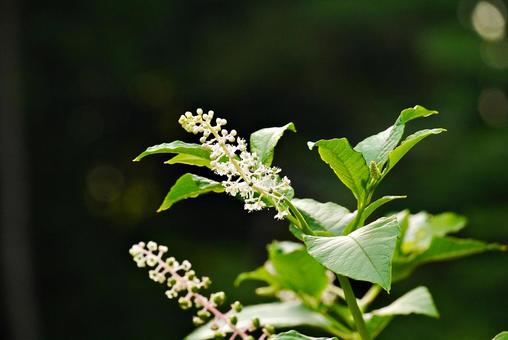 Photo, american pear lesbo, yoshi yamagonbo, burdock burdock, 