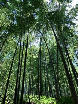 竹林 竹林,竹,竹藪の写真素材