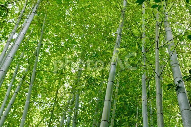 青竹の竹林 竹,竹林,背景の写真素材