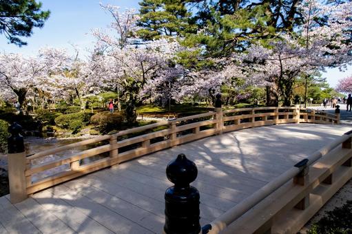 桜が満開、春の兼六園 桜が満開、春の兼六園 桜,満開,可憐の写真素材