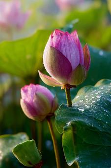 蓮の花 蓮の花の写真