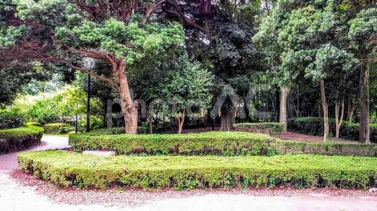 公園の遊歩道を囲む緑の木々 テクスチャ,公園,遊歩道の写真素材