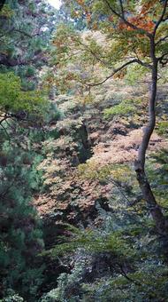 高尾山の山道 高尾山の山道の写真