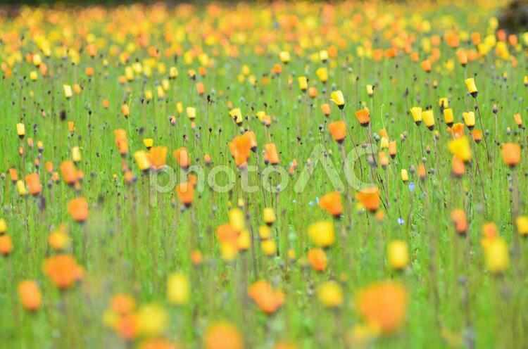 ヒナゲシ畑-ポピー‐ 花壇,花,野原の写真素材